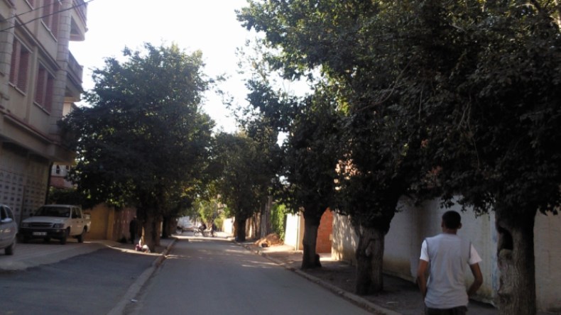 السكان يستنكرون الغرس العشوائي لأشجار “الكاليتوس” بالممر العام