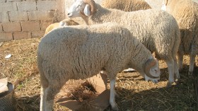 Beware… Hormonal Fattening Of Livestock Causes Infertility And Quashes Reproduction!