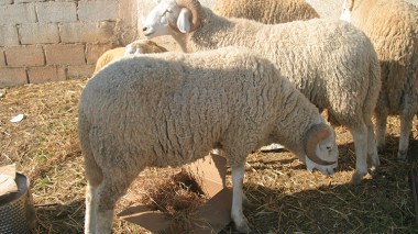 Beware… Hormonal Fattening Of Livestock Causes Infertility And Quashes Reproduction!