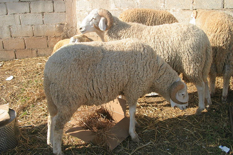 Beware… Hormonal Fattening Of Livestock Causes Infertility And Quashes Reproduction!