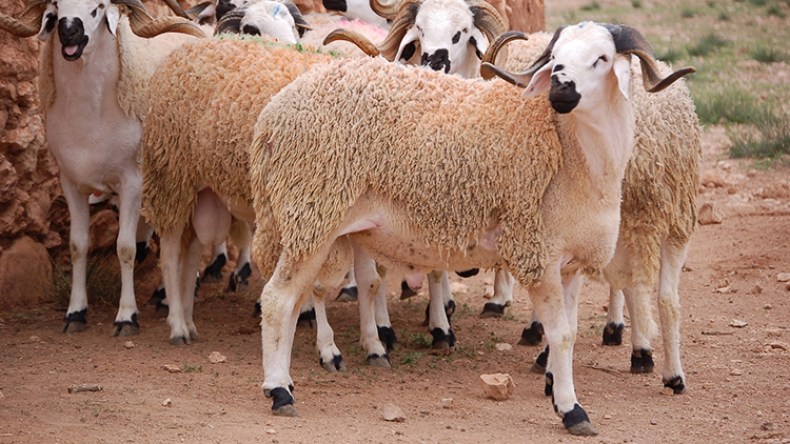 ارتفاع جنوني في أسعار الكباش الإفريقية بتمنراست