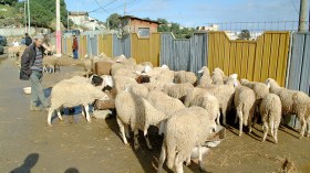 موالون يغرقون العاصمة بآلاف الرؤوس وتراجع في أسعار الأضاحي