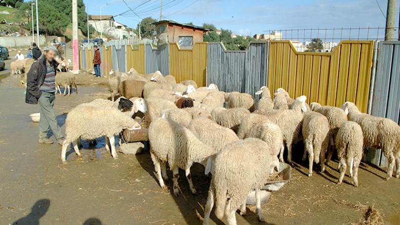 موالون يغرقون العاصمة بآلاف الرؤوس وتراجع في أسعار الأضاحي