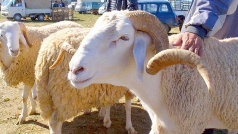 السماسرة يمنعون الموالين من دخول الأسواق!