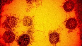 اليابان تكتشف سلالة جديدة من كورونا