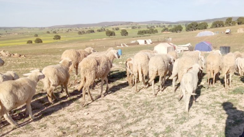 وباء مجهول يُبيد الماشية ويهدّد البشر بخنشلة!