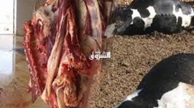 اكتشاف مذبح سري وسط غابة بتيبازة