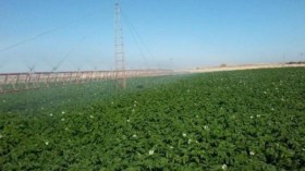 مستثمرة فلاحية بشراكة تركية جزائرية بورقلة