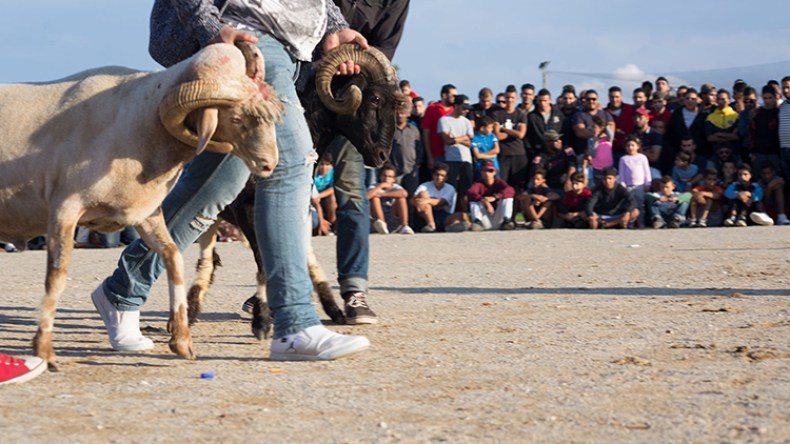 كباش القمار بـ100 مليون والذبح للمنهزم!