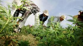 زراعة القنب الهندي في المغرب محمية بـ”قانون” محمد السادس