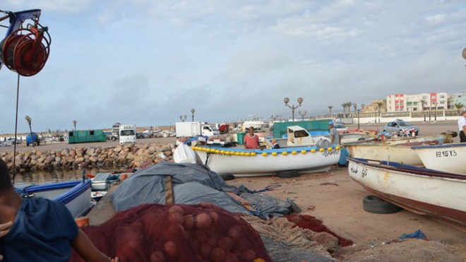 ظهور سمكة الأرنب القاتلة