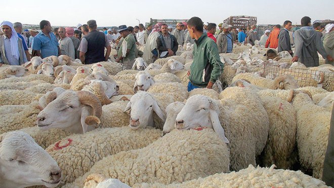 مواطنون يستولون على أراض ويؤجرونها للموّالين بورقلة