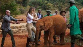 فيل يصطدم بميلانيا ترامب في كينيا