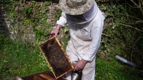 التخلي عن إنتاج الغذاء الملكي ومشتقات الخلية يكلف الجزائر 400 مليار سنتيم سنويا