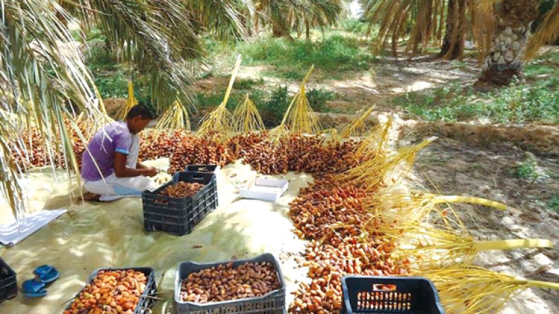 الفلاحون يباشرون جني التمور في غابات النخيل بورقلة