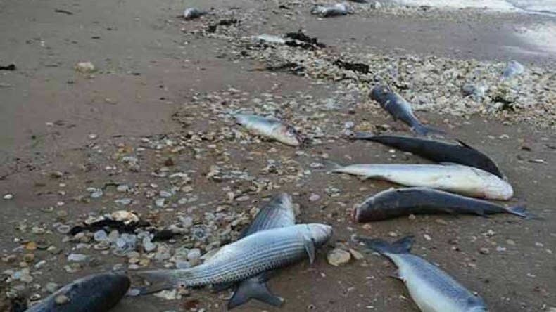 استمرار نفوق الأسماك بالآلاف بسد قروز في ميلة