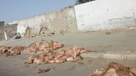 حاويات لجمع 800 ألف “هيدورة” عبر ست ولايات نموذجية