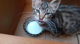 جزائريات تفرّغن لإيجاد “متبنين” للقطط والكلاب المتشردة