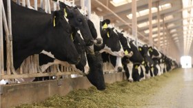 طوارئ وسط مربيّ الأبقار بسبب انتشار وباء “بوفخذ” بسكيكدة