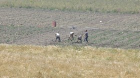 توقع استغلال مساحة تفوق 4.400 هكتار بورقلة