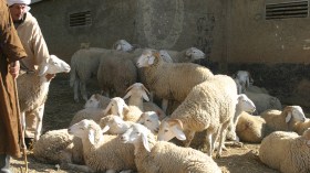 قرار ولائي جديد لتنظيم أسواق المواشي بورقلة