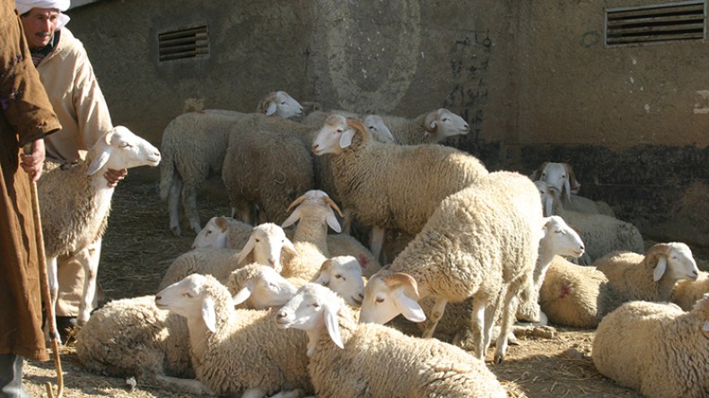 قرار ولائي جديد لتنظيم أسواق المواشي بورقلة