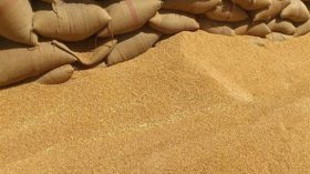 توقعات بإنتاج حوالي 700 ألف قنطار من الحبوب بالمسيلة