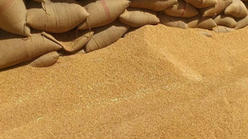 توقعات بإنتاج حوالي 700 ألف قنطار من الحبوب بالمسيلة