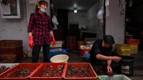 سوق ووهان ليس مصدر انتشار كورونا