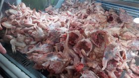 مواد مُسرطنة.. أوساخ وعظام الدّجاج للبيع!