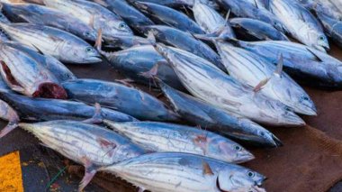 Lancement de la campagne de pêche de “thon rouge” le 26 mai