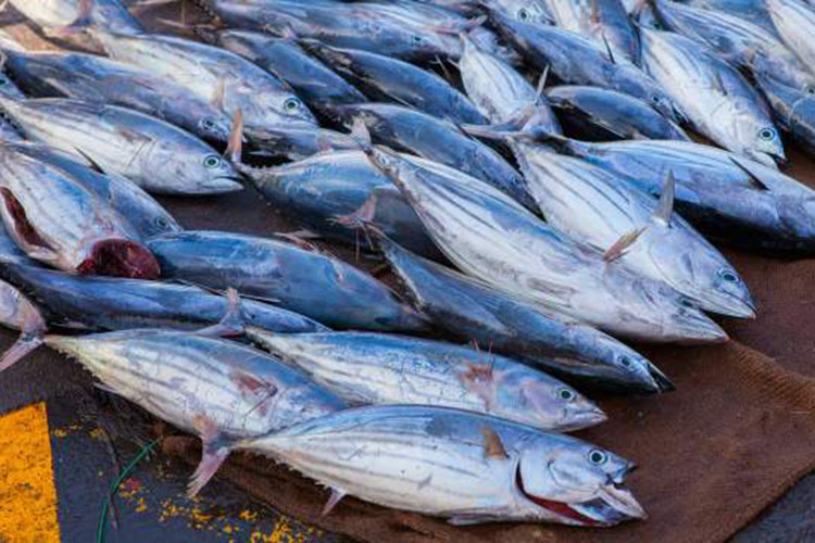 Lancement de la campagne de pêche de “thon rouge” le 26 mai