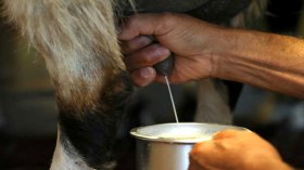 باتنة: حليب الماعز يخلف31 حالة إصابة بالحمى المالطية