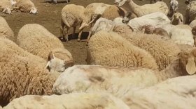 وصول أول شحنة مواش إفريقية إلى إيليزي