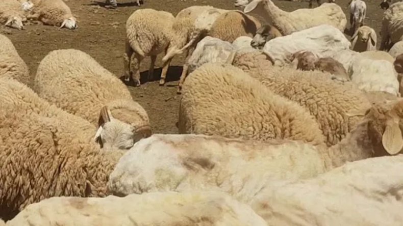وصول أول شحنة مواش إفريقية إلى إيليزي