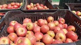 التفاح في الجزائر.. أنواع وأذواق متعدّدة