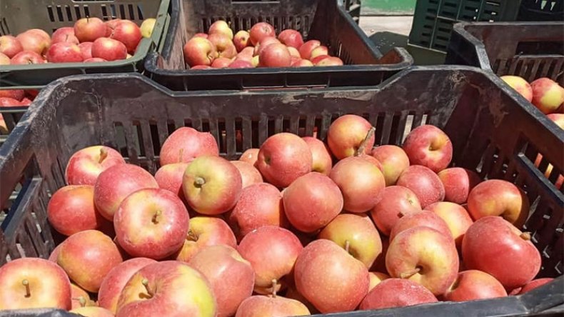 التفاح في الجزائر.. أنواع وأذواق متعدّدة