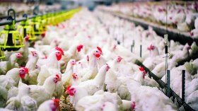 مُربُّو الدجاج يعانون.. والاستهلاك السنوي أقل من دول الجوار