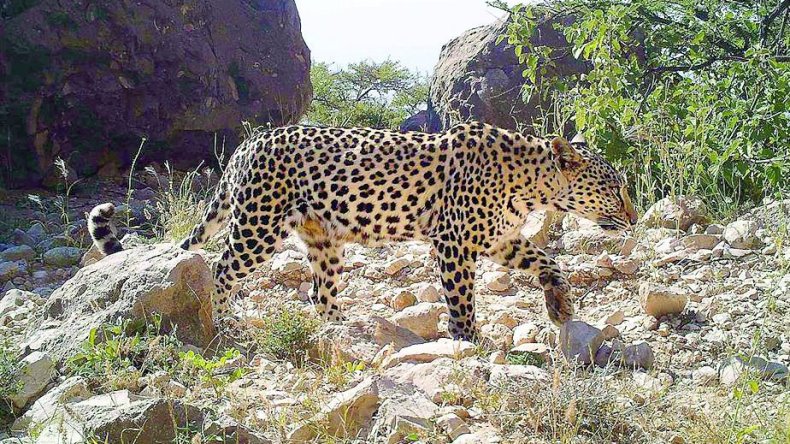بالفيديو.. ظهور النمر العربي في سلطنة عُمان لأول مرة منذ 50 عاماً