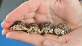 جزائري يهرب السلاحف إلى فرنسا في قبضة الجمارك