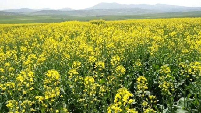 الجزائر تبدأ حملة حصاد السلجم لأول مرة في تاريخها