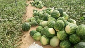 بطيخ وادي سوف يحجز مكانه في السوق العالمية