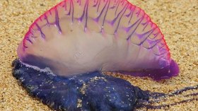 أخبار الجزائر ليوم الأحد 09 ماي 2021