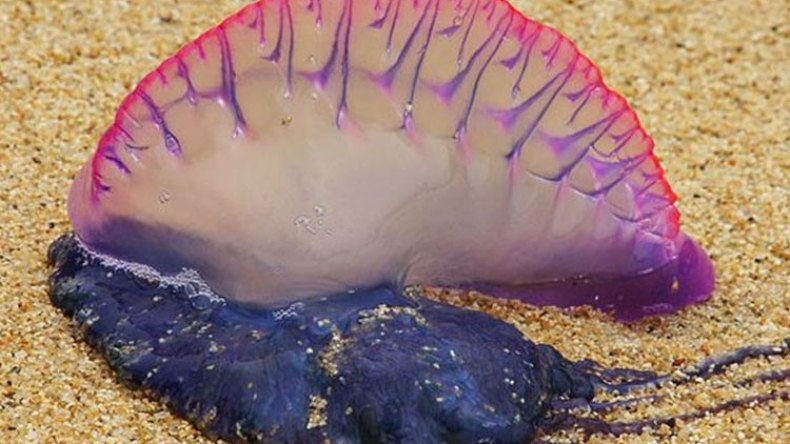 أخبار الجزائر ليوم الأحد 09 ماي 2021