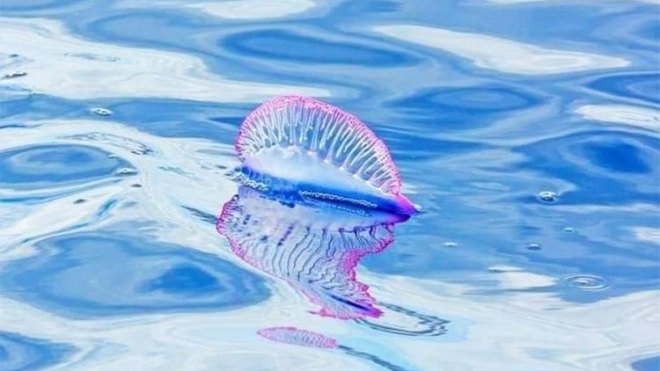 حذار.. قنديل سام يجوب شواطئ الجزائر