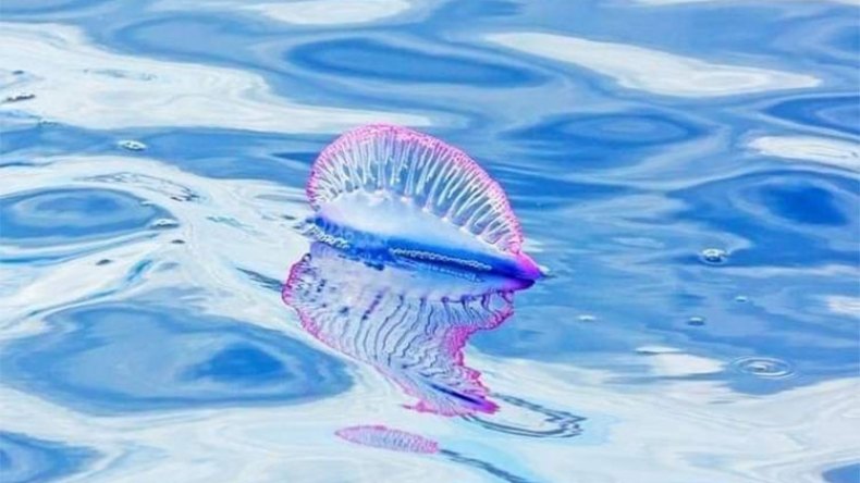 حذار.. قنديل سام يجوب شواطئ الجزائر