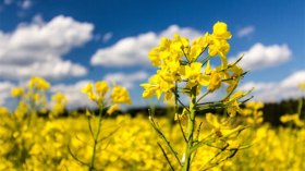 منتجو السلجم الزيتي يتخوفون من نقص هياكل التخزين