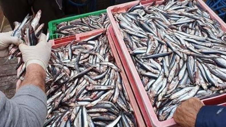 سردين فاسد في أسواق البويرة بـ 200 دج