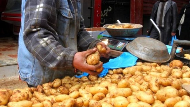 إستراتيجية جديدة لكسر أسعار البطاطا في الأسواق..!   