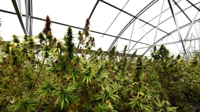 المغرب.. الكيف يغري 150 شركة إسرائيلية للاستثمار فيه    